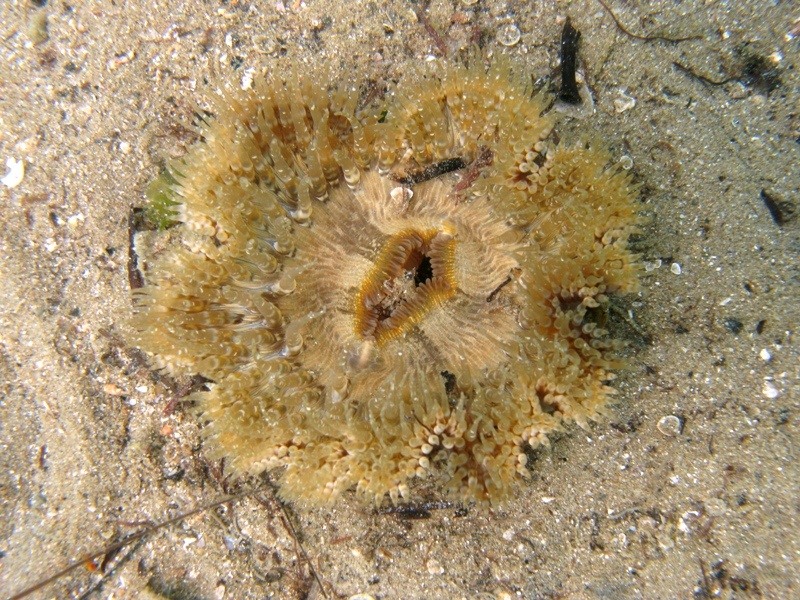 Cereus pedunculatus